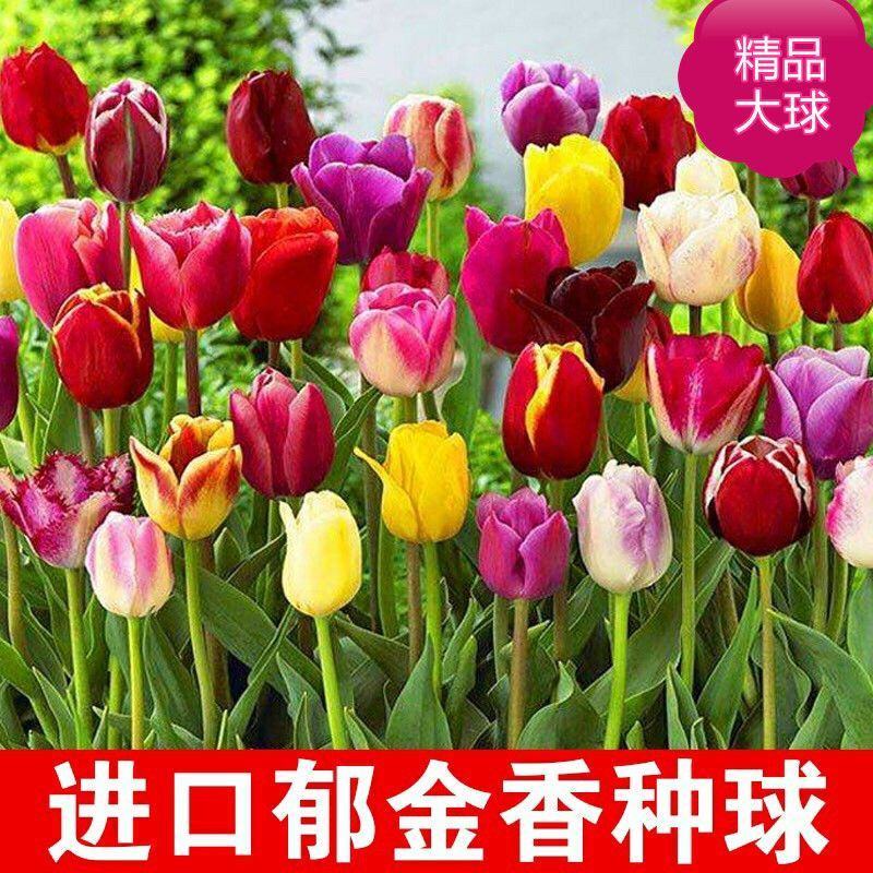 郁金香种球荷兰进口重瓣大球观花植物花海盆栽种球