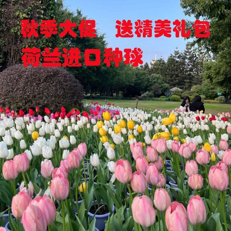 郁金香种球荷兰进口重瓣大球观花植物花海盆栽种球