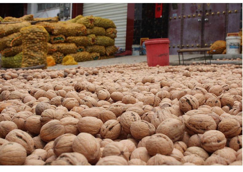 秋子核桃青皮种植基地航拍图