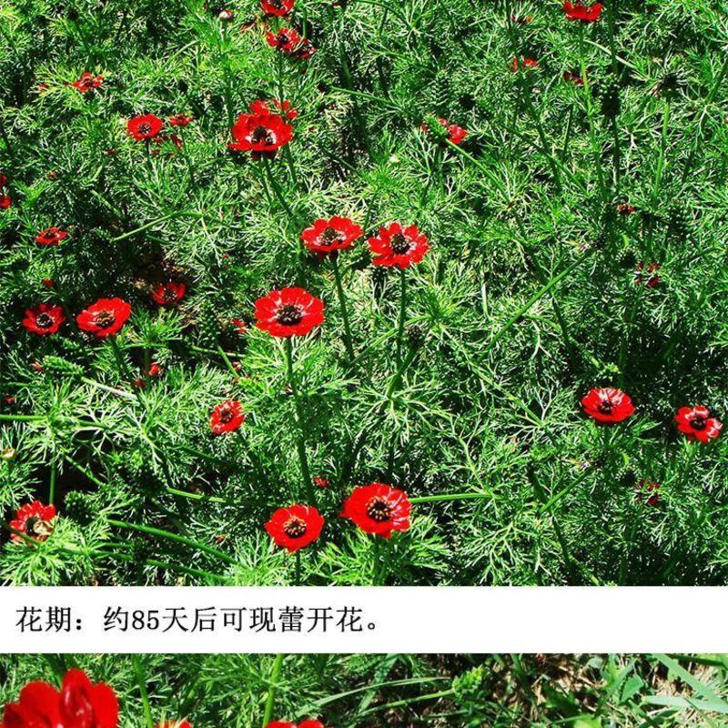 福寿花种子夏侧金盏花阳台庭院四季易种花草籽红色花朵福寿草