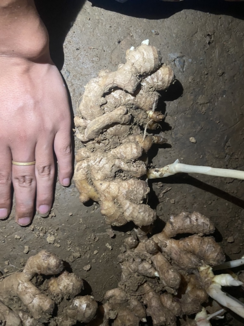 湖南湘西私人小户窖藏老小黄姜，不打膨大素