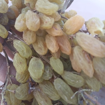 新疆鄯善葡萄干