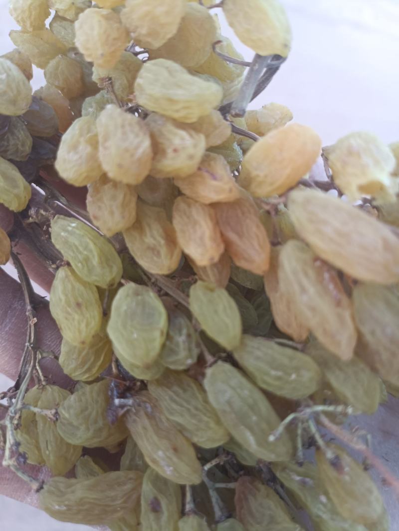 新疆鄯善葡萄干