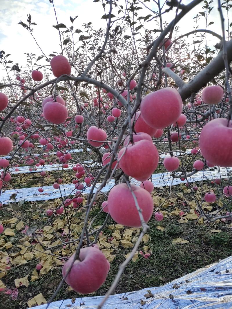 正宗洛川苹果，精品再现，来自大荔九朵的礼物～九泉湾®