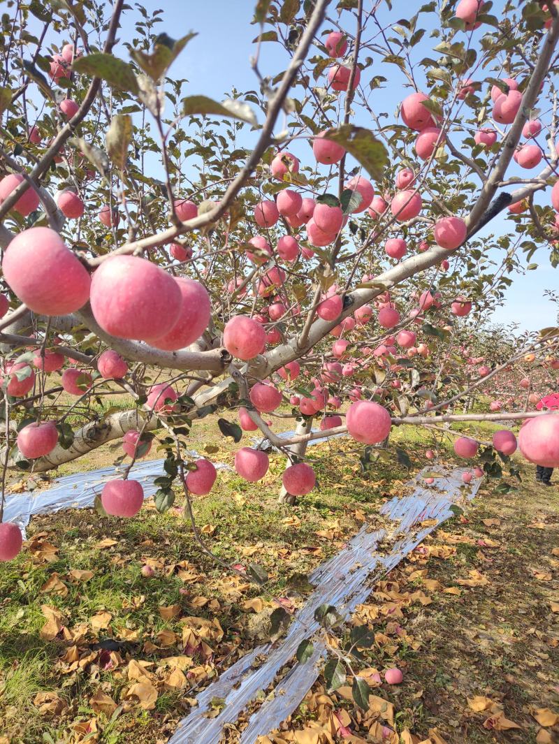 正宗洛川苹果，精品再现，来自大荔九朵的礼物～九泉湾®