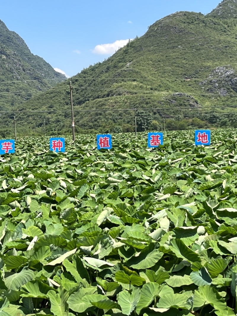 广西香芋，荔浦芋头，槟榔芋，诚招老板，产地代办，全国代发