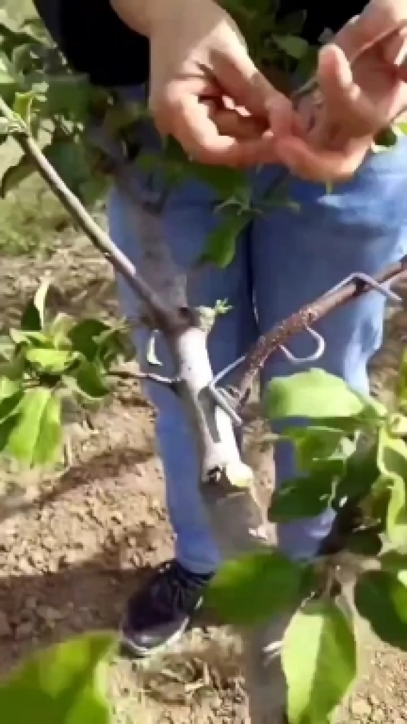 M型别枝器拉枝器开角器柑橘苹果李子西梅花卉拉枝开角定型