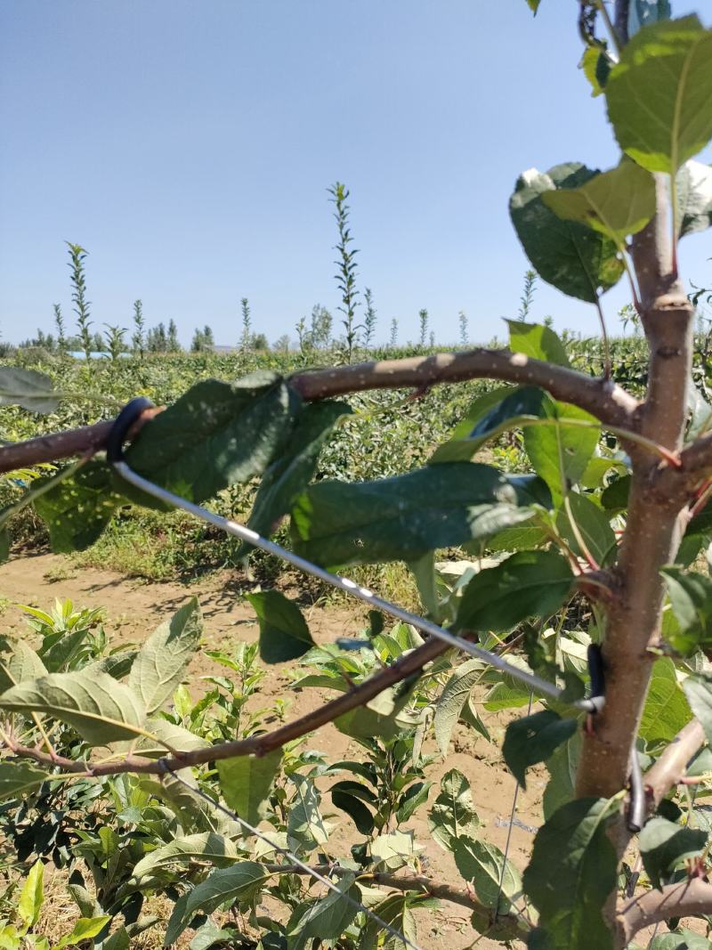 M型别枝器拉枝器开角器柑橘苹果李子西梅花卉拉枝开角定型