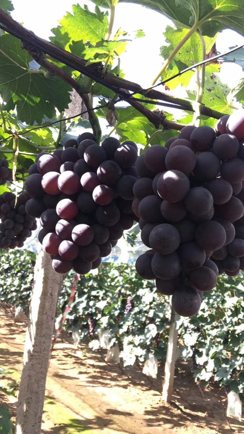 辽宁葫芦岛巨峰自然果软枝每年的九月份开始大量上市陆地巨峰