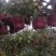 花牛苹果产地供应。。。。。。。。。。。。。