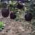 花牛苹果产地供应。。。。。。。。。。。。。