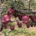 花牛苹果产地供应。。。。。。。。。。。。。