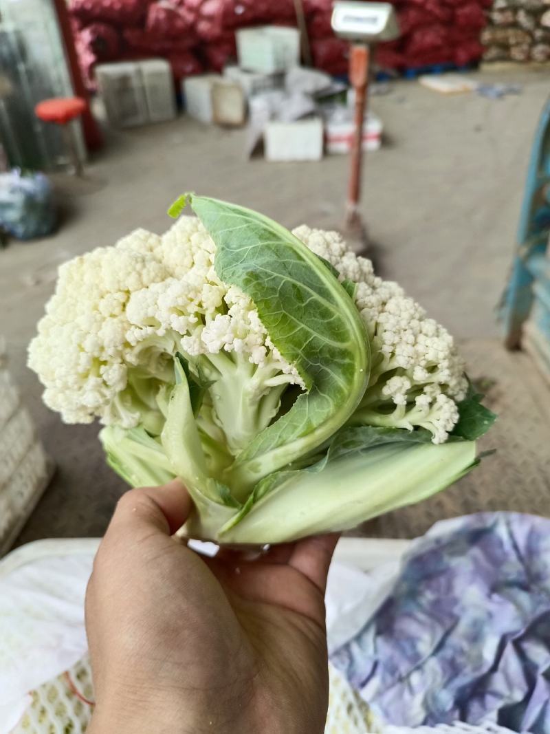 我是河北省邯郸市永年区有机花市场