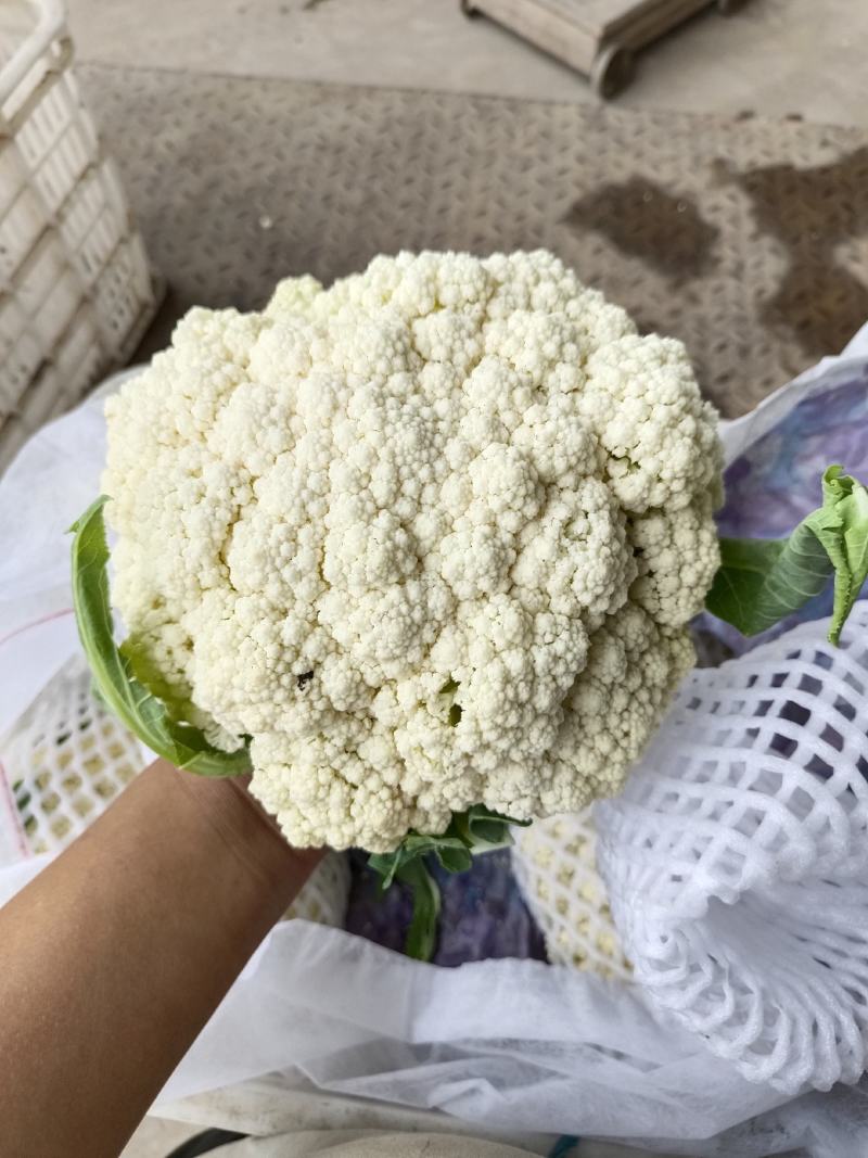 我是河北省邯郸市永年区有机花市场