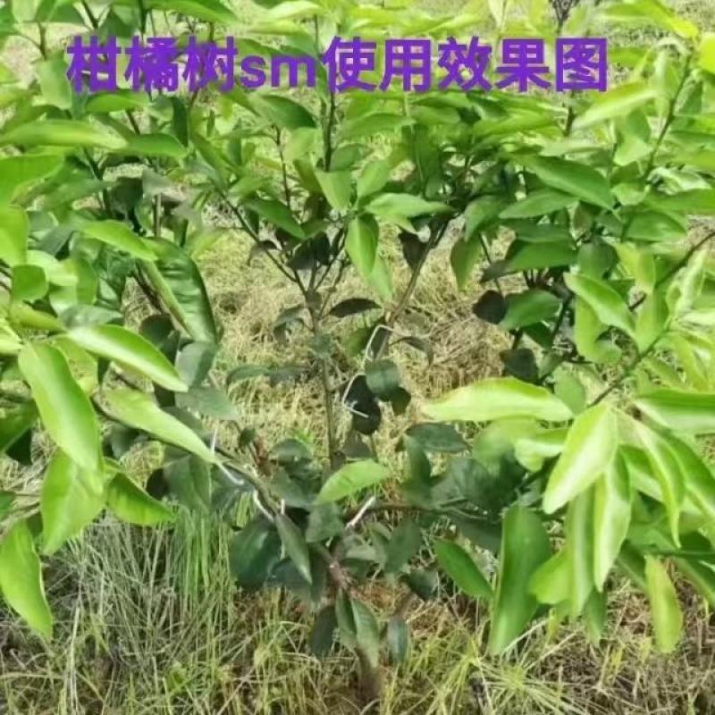M型别枝器拉枝器开角器柑橘苹果李子西梅花卉拉枝开角定型