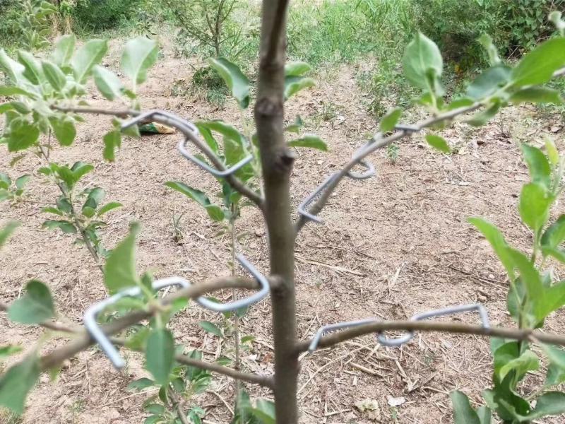 M型别枝器拉枝器开角器柑橘苹果李子西梅花卉拉枝开角定型