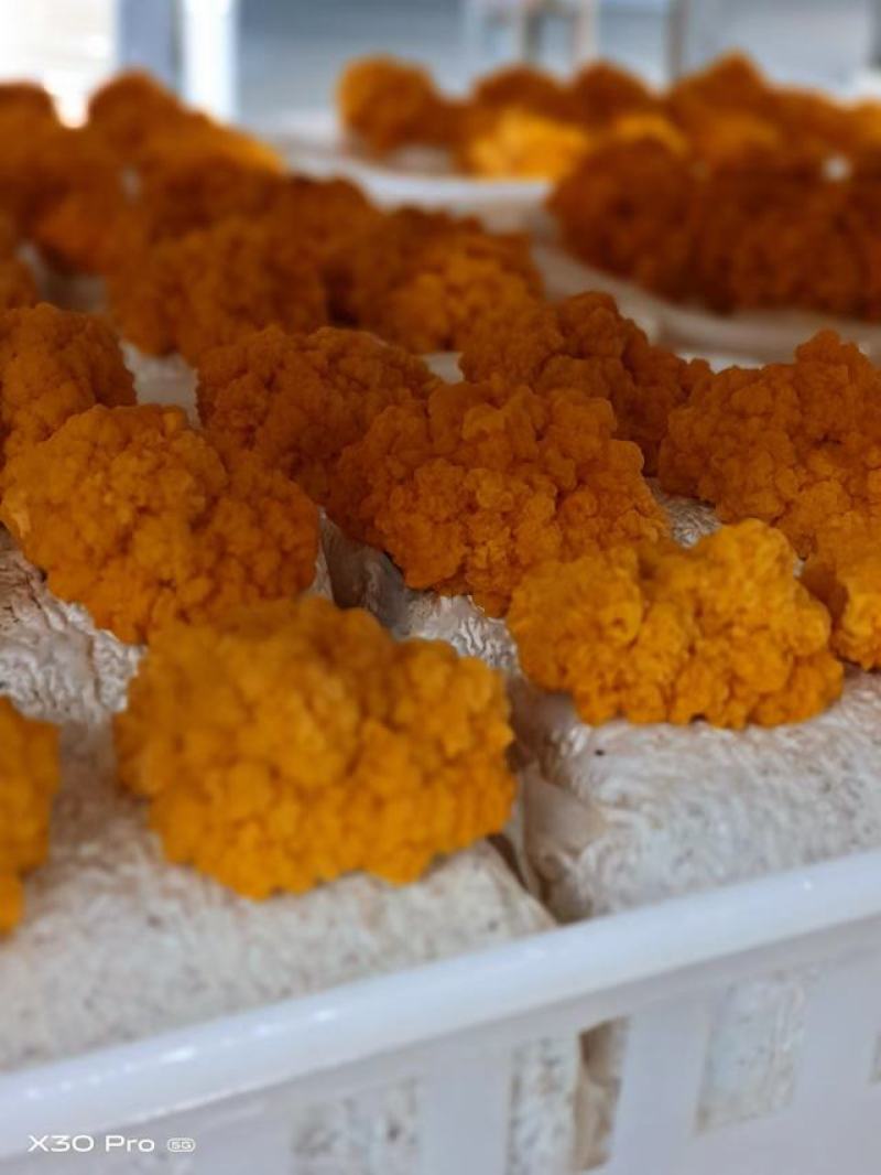 金耳金耳菌菌包金耳菌养殖技术金耳成品回收