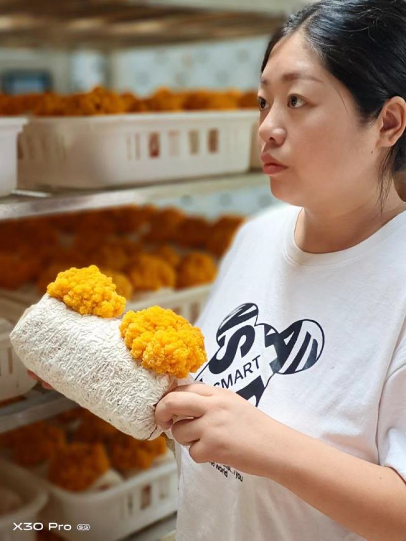 金耳金耳菌菌包金耳菌养殖技术金耳成品回收