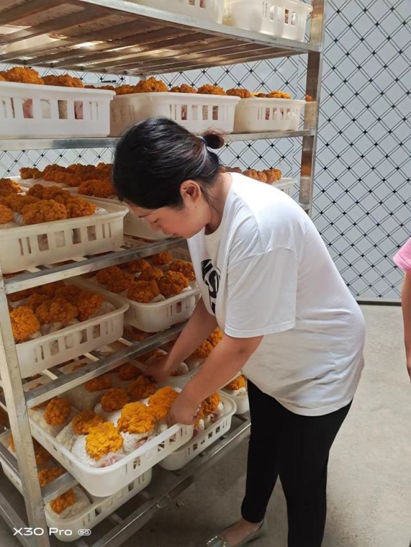 金耳金耳菌菌包金耳菌养殖技术金耳成品回收