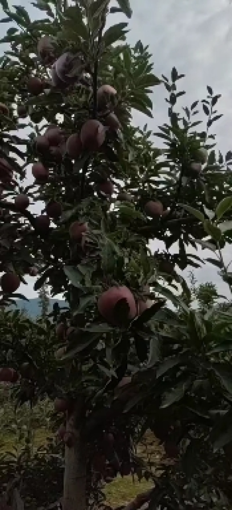 甘肃花牛苹果大量上市产地代发。。。。。。