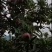 甘肃花牛苹果大量上市产地代发。。。。。。