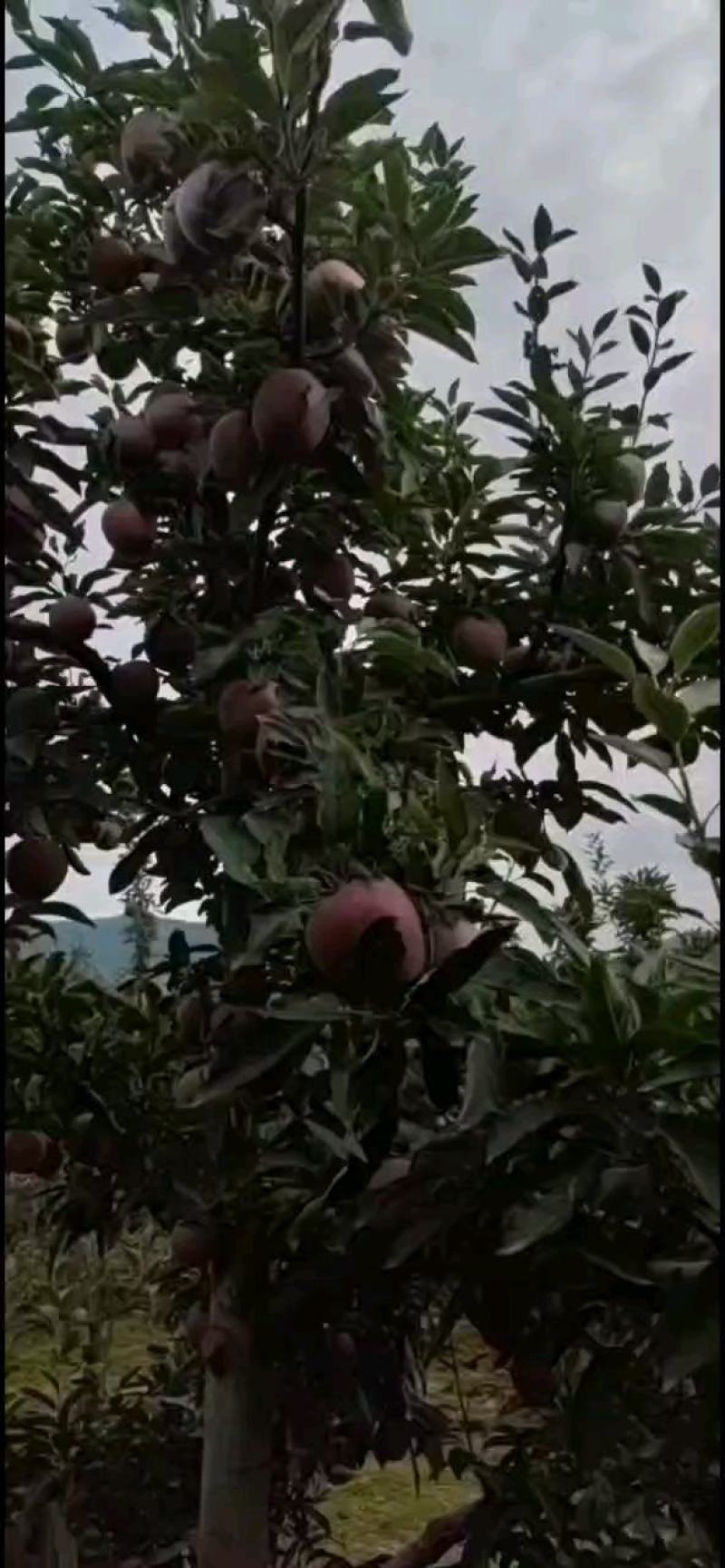 甘肃花牛苹果大量上市产地代发。。。。。。