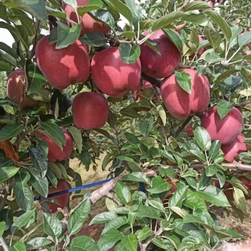 甘肃花牛苹果大量上市产地代发。。。。。。