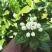 广西横县鲜鲜茉莉花菜用茉莉花现摘现发空运包邮保质保量
