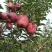 甘肃省天水市花牛苹果现摘现发全国包邮坏果包赔