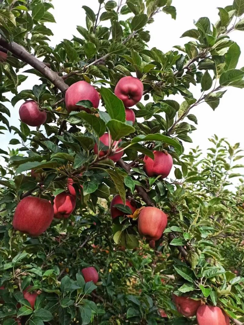甘肃省天水市花牛苹果现摘现发全国包邮坏果包赔