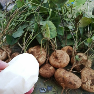 光亮红沙清甜脆爽新苗白地瓜葛薯凉薯地瓜