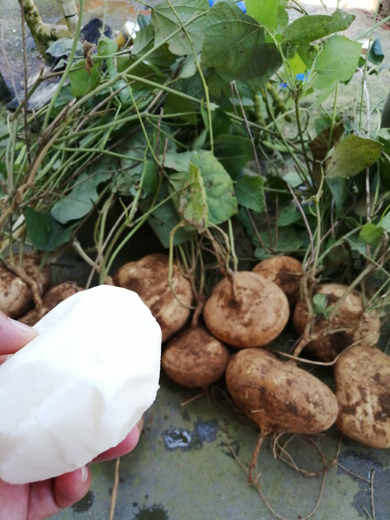 光亮红沙清甜脆爽新苗白地瓜葛薯凉薯地瓜