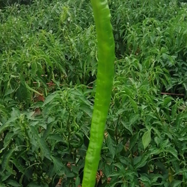 辣椒