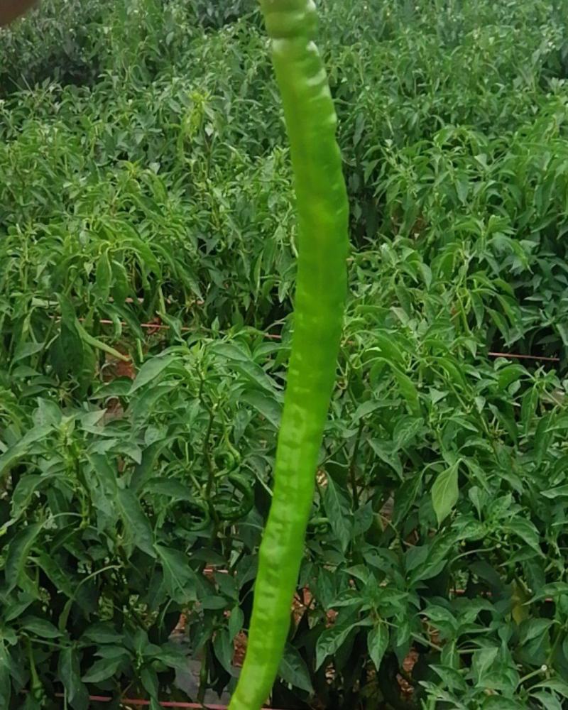 辣椒