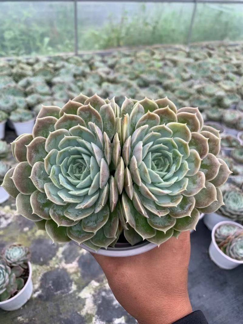 多肉植物双头昂斯诺办公室，室内阳台易养花卉盆景