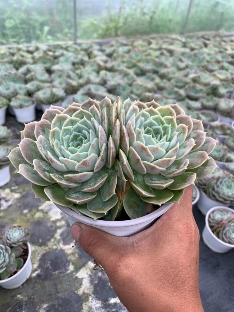 多肉植物双头昂斯诺办公室，室内阳台易养花卉盆景