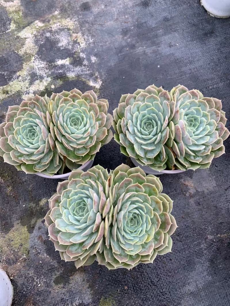 多肉植物双头昂斯诺办公室，室内阳台易养花卉盆景