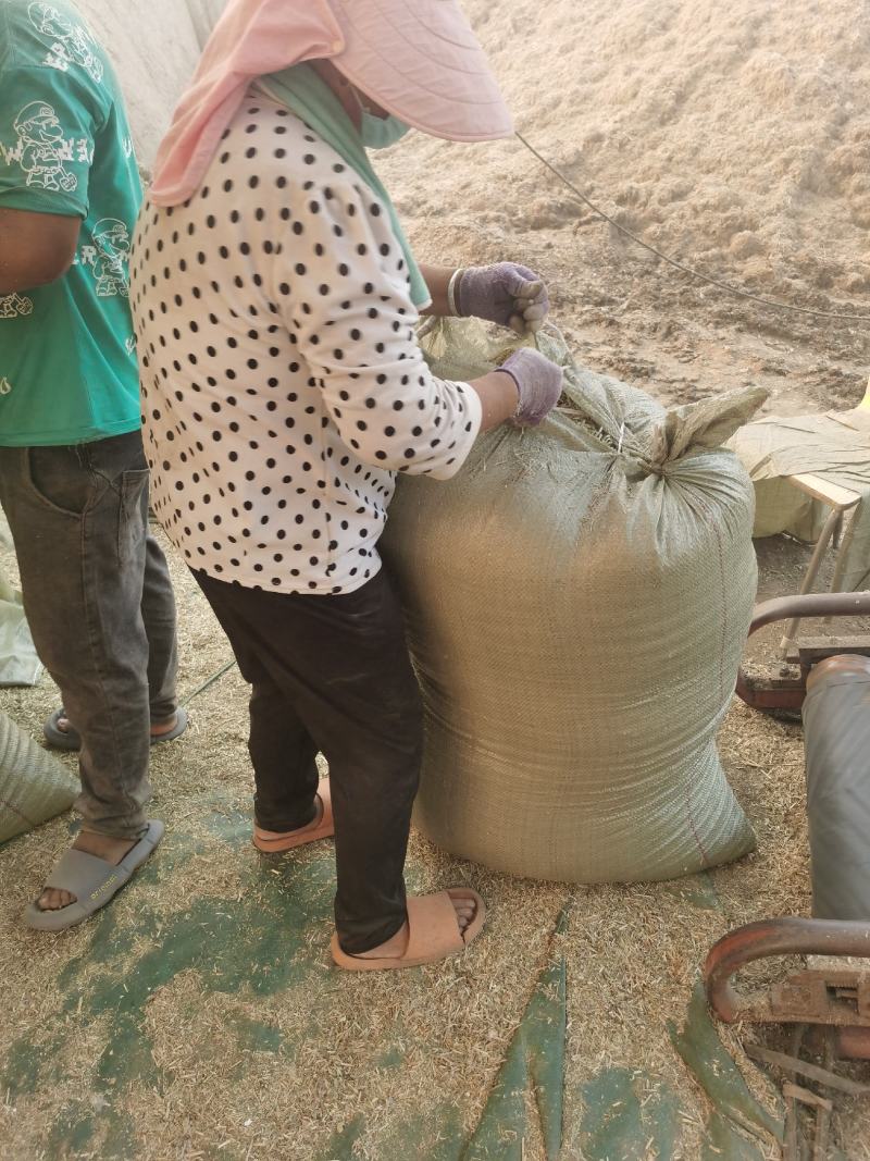 花生秧草段花生瓤牧草原料花生秸秆粉碎无杂质深加工