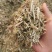 花生饲料花生秧花生草段河南货源无土无杂质深加工牛羊草