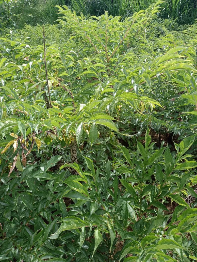 魔芋欢迎客商前来采购！支持视频看货全国发货