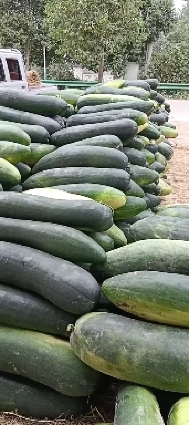 露天地冬瓜安徽精品黑皮冬瓜大量上市量大从优欢迎选购