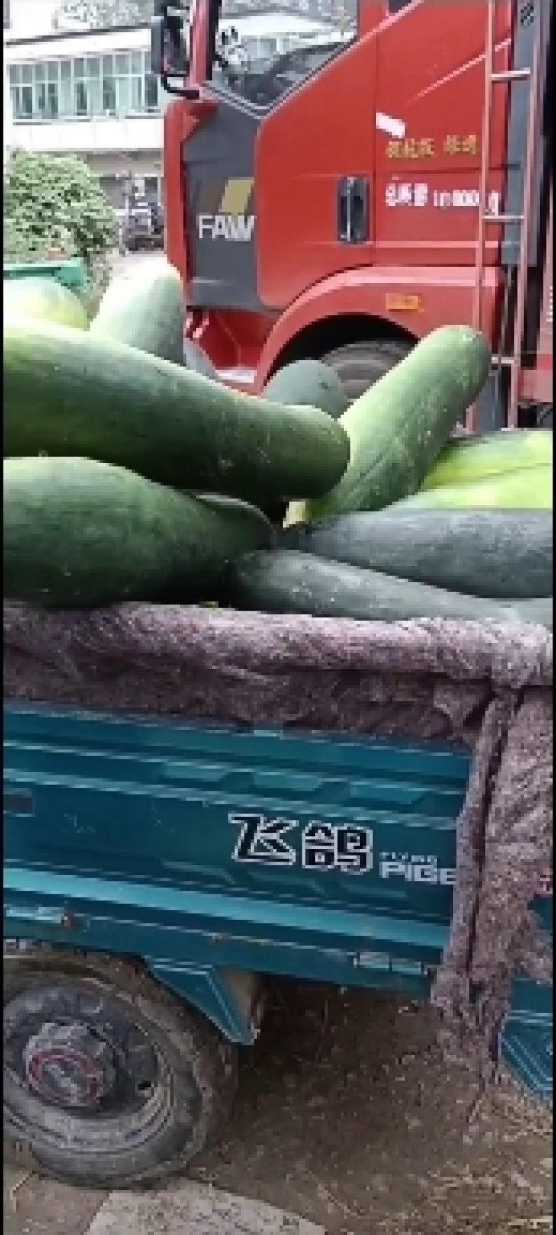 露天地冬瓜安徽精品黑皮冬瓜大量上市量大从优欢迎选购