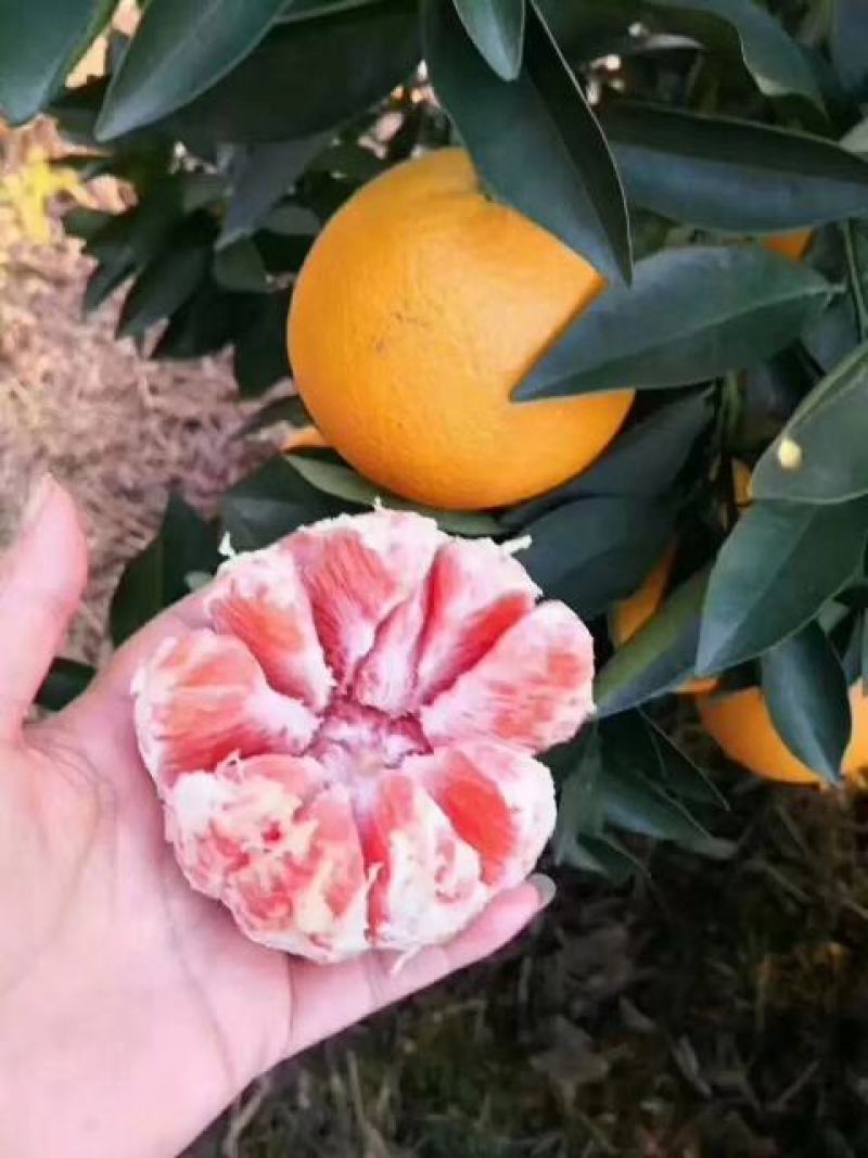 赣南红橙