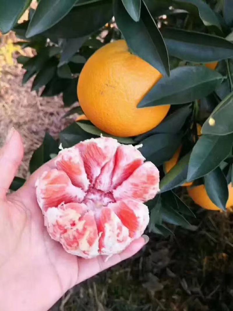 赣南红橙
