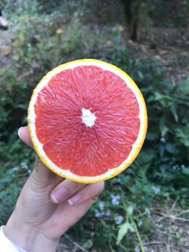 赣南红橙