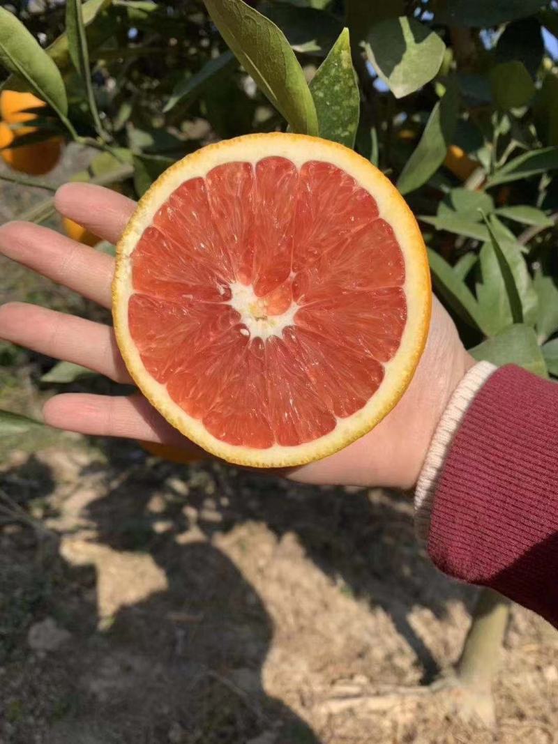 赣南红橙