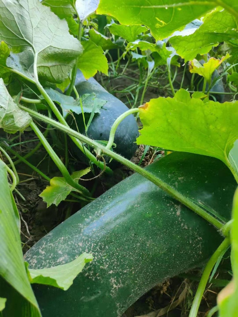 黑皮冬瓜地冬瓜种植户大量开始出售中