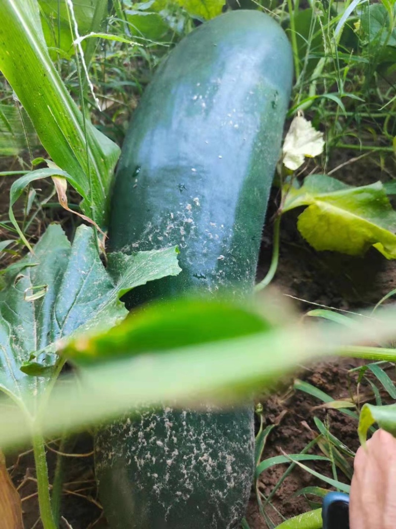 黑皮冬瓜地冬瓜种植户大量开始出售中