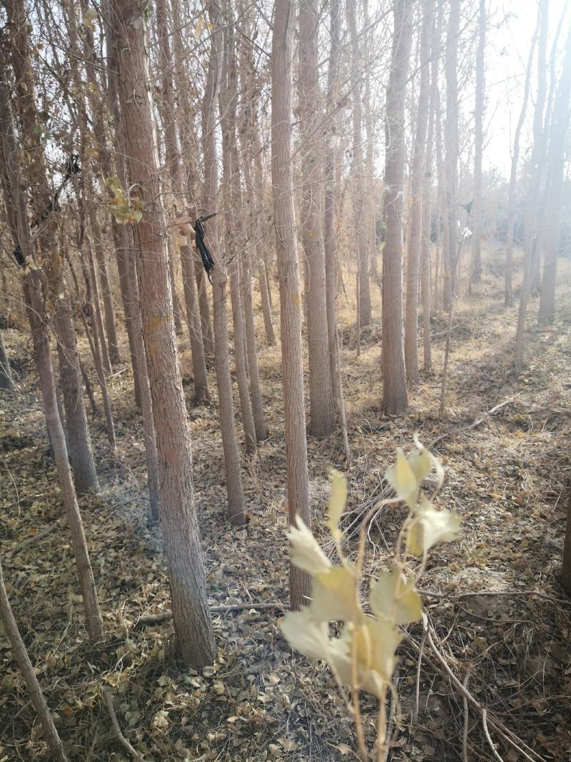 胡杨树苗基地直营【假一罚十】品种纯正放心购买胡杨