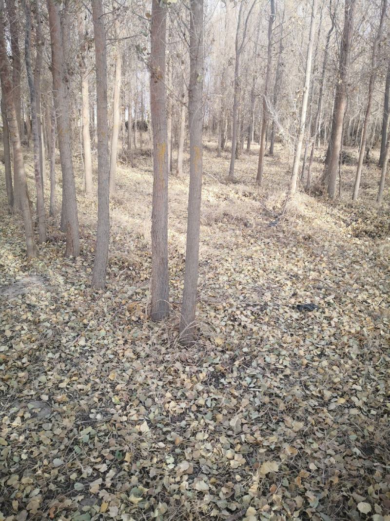 胡杨树苗基地直营【假一罚十】品种纯正放心购买胡杨